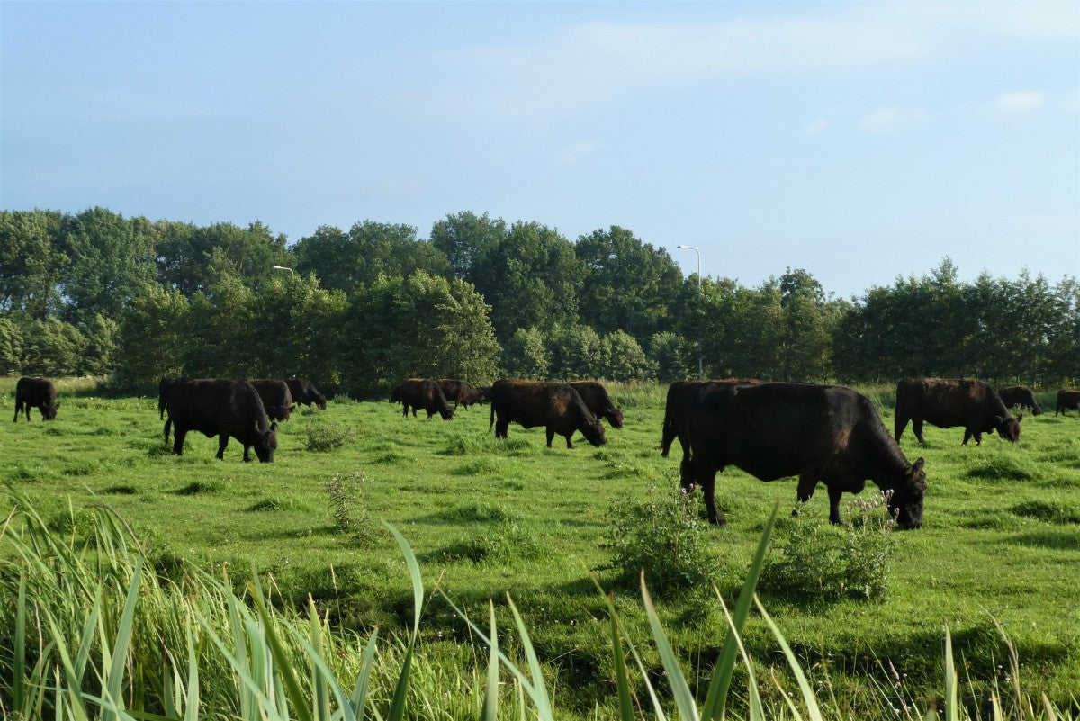 Whipped Tallow Balms